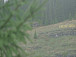 Россия – феникс?